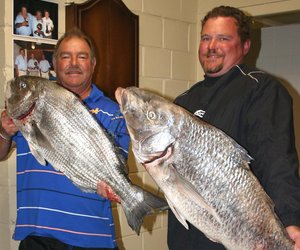 So moet visse mos lyk